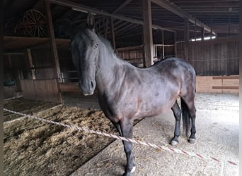 Lipizzaner Blandning, Valack, 11 år, 160 cm, Rökfärgad svart