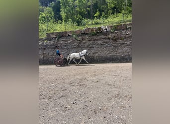 Lipizzaner, Wallach, 11 Jahre, 160 cm, White