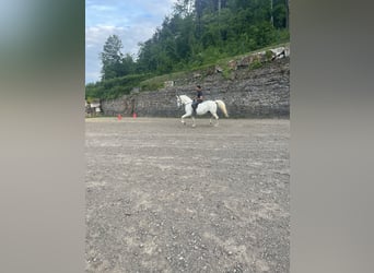 Lipizzaner, Valack, 11 år, 160 cm, Vit