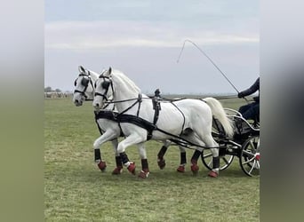 Lipizzaner, Valack, 13 år, 166 cm, Vit