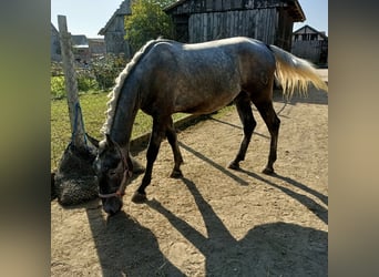 Lipizzaner, Valack, 2 år, 162 cm, Kan vara vit