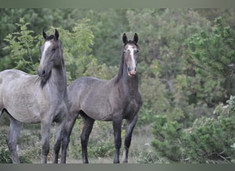 Lipizzaner, Valack, 2 år, Gråskimmel