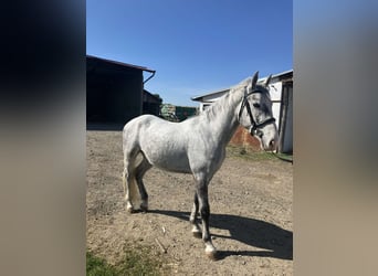 Lipizzaner, Valack, 3 år, 150 cm, Grå