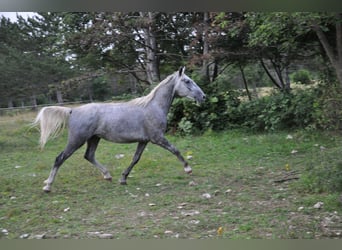 Lipizzaner, Valack, 3 år, 152 cm, Grå