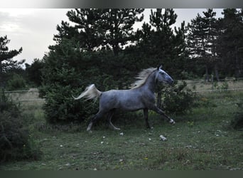 Lipizzaner, Valack, 3 år, 152 cm, Grå