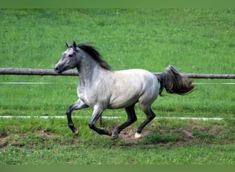 Lipizzaner, Valack, 3 år, 154 cm, Grå