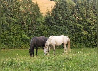 Lipizzaner, Valack, 3 år, 155 cm, Svart