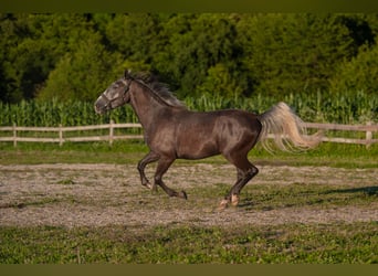 Lipizzaner, Wallach, 3 Jahre, 160 cm, Rappschimmel