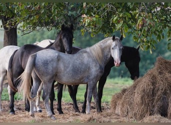 Lipizzaner, Valack, 4 år, 147 cm, Grå