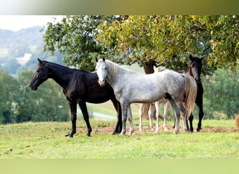 Lipizzaner, Valack, 4 år, 147 cm, Grå