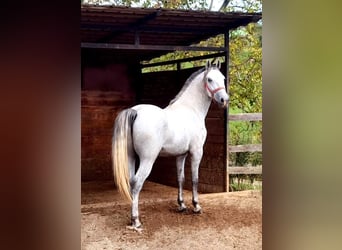 Lipizzaner, Valack, 4 år, 156 cm, Grå