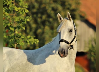 Lipizzaner, Valack, 4 år, 161 cm, Grå