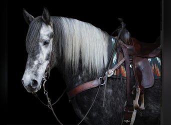 Lipizzaner, Valack, 5 år, 163 cm, Gråskimmel