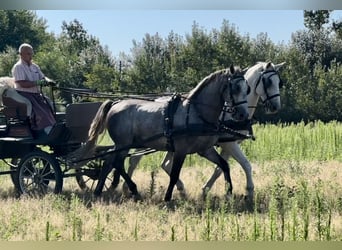 Lipizzaner, Valack, 5 år, 164 cm, Grå