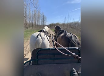 Lipizzaner, Valack, 5 år, 164 cm, Grå