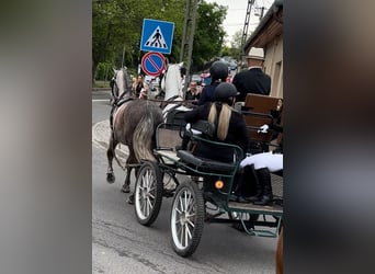 Lipizzaner, Valack, 5 år, 164 cm, Grå