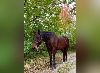 Lipizzaner Blandning, Valack, 5 år, 165 cm, Brun