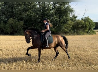 Lipizzaner, Valack, 7 år, 155 cm, Brun