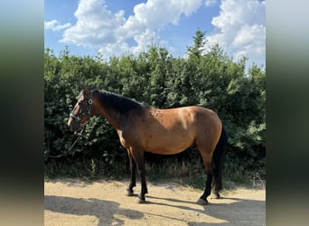 Lipizzaner, Valack, 7 år, 155 cm, Brun