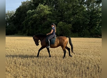 Lipizzaner, Valack, 7 år, 155 cm, Brun