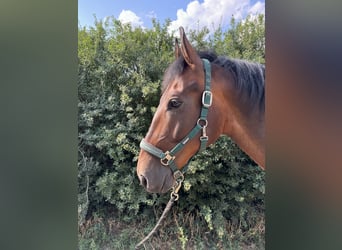 Lipizzaner, Valack, 7 år, 155 cm, Brun