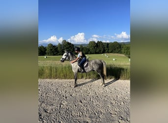 Lipizzaner, Valack, 7 år, 155 cm, Grå