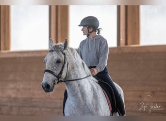 Lipizzaner, Valack, 7 år, 156 cm, Grå