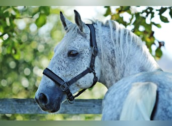 Lipizzaner, Valack, 7 år, 156 cm, Grå