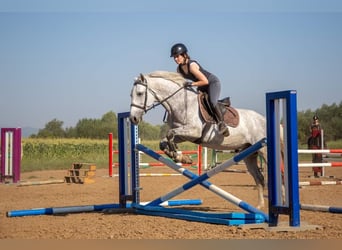 Lipizzaner, Valack, 8 år, 158 cm, Grå