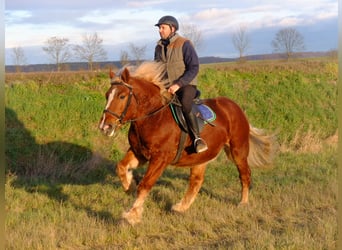 Lipizzaner Blandning, Valack, 9 år, 160 cm, Gråskimmel