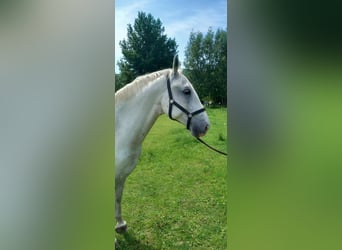 Lipizzaner, Wallach, 10 Jahre, 152 cm, Schimmel