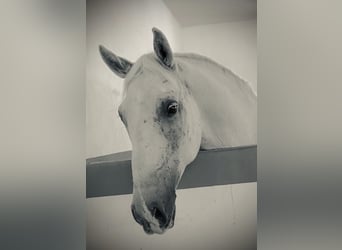 Lipizzaner, Wallach, 10 Jahre, 157 cm, Schimmel