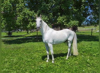 Lipizzaner, Wallach, 10 Jahre, 160 cm, Schimmel