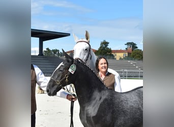 Lipizzaner, Wallach, 10 Jahre, 160 cm, Schimmel