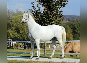 Lipizzaner, Wallach, 10 Jahre, 160 cm, Schimmel