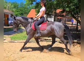 Lipizzaner, Wallach, 10 Jahre, 162 cm, Rappschimmel