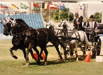 Lipizzaner, Wallach, 10 Jahre, 162 cm, Rappschimmel