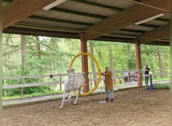 Lipizzaner, Wallach, 10 Jahre, 165 cm, Schimmel