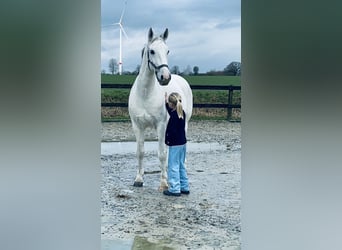 Lipizzaner, Wallach, 10 Jahre, 165 cm, Schimmel