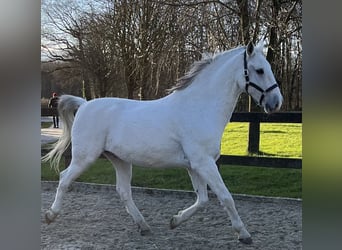 Lipizzaner, Wallach, 10 Jahre, 165 cm, Schimmel