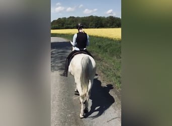 Lipizzaner, Wallach, 10 Jahre, 165 cm, Schimmel