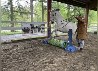 Lipizzaner, Wallach, 10 Jahre, 165 cm, Schimmel