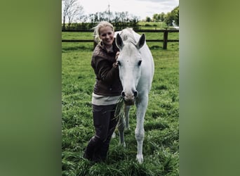 Lipizzaner, Wallach, 10 Jahre, 165 cm, Schimmel