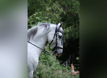 Lipizzaner, Wallach, 10 Jahre, 165 cm, Schimmel