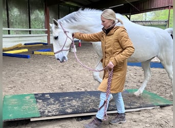 Lipizzaner, Wallach, 10 Jahre, 165 cm, Schimmel