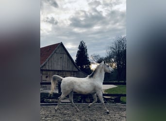 Lipizzaner, Wallach, 10 Jahre, 165 cm, Schimmel