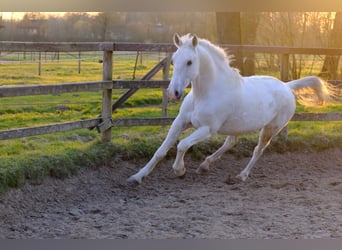 Lipizzaner, Wallach, 10 Jahre, 165 cm, Schimmel