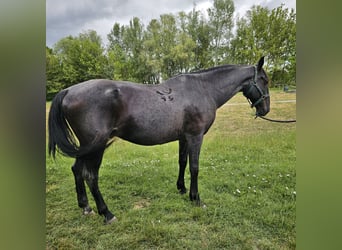 Lipizzaner, Wallach, 11 Jahre, 160 cm, Roan-Blue