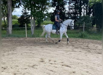 Lipizzaner, Wallach, 11 Jahre, 160 cm, White