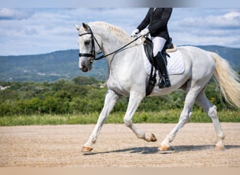 Lipizzaner, Wallach, 11 Jahre, 160 cm, White
